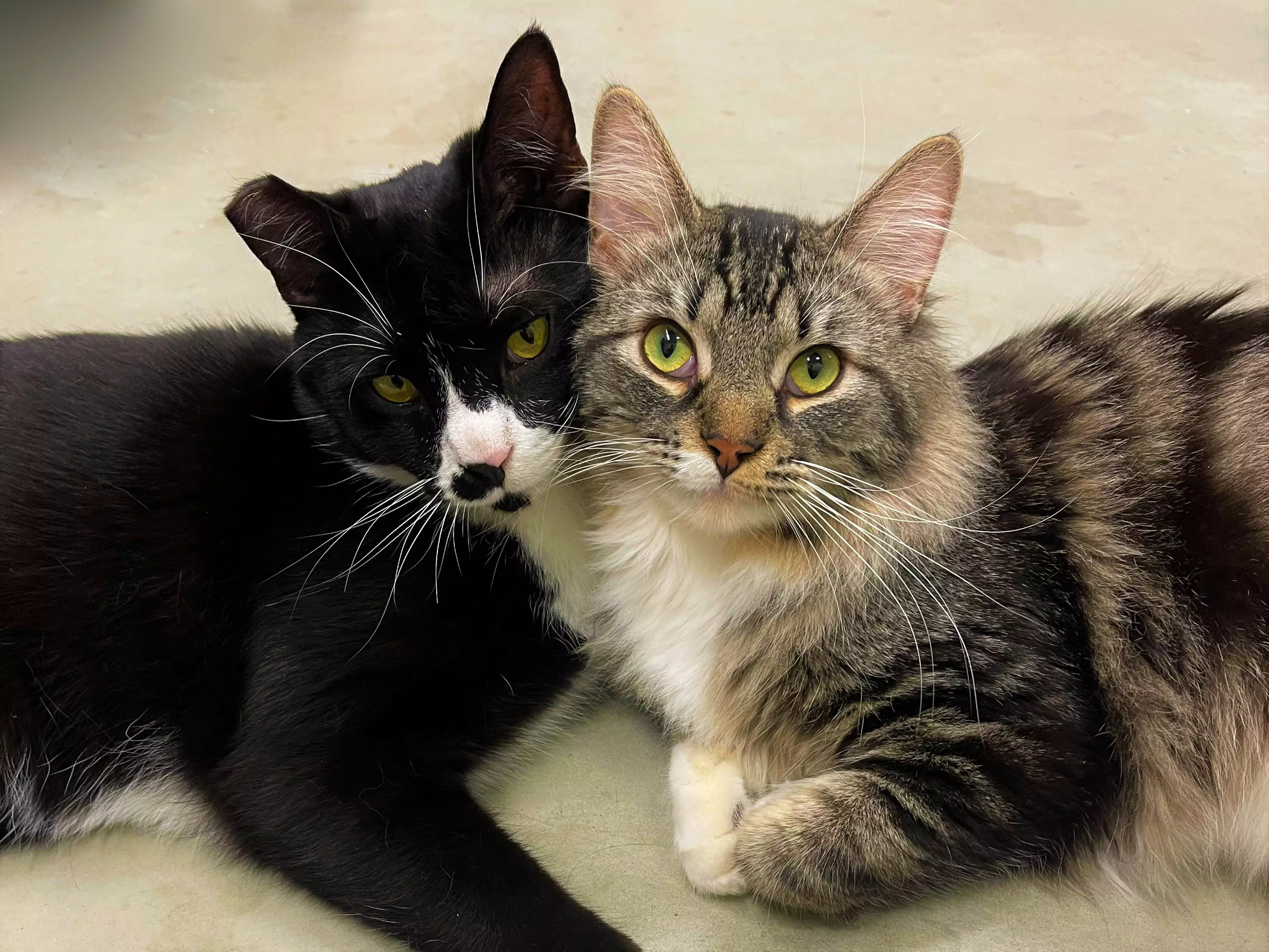 Two adorable cats Monroe and Oakley looking for their forever homes